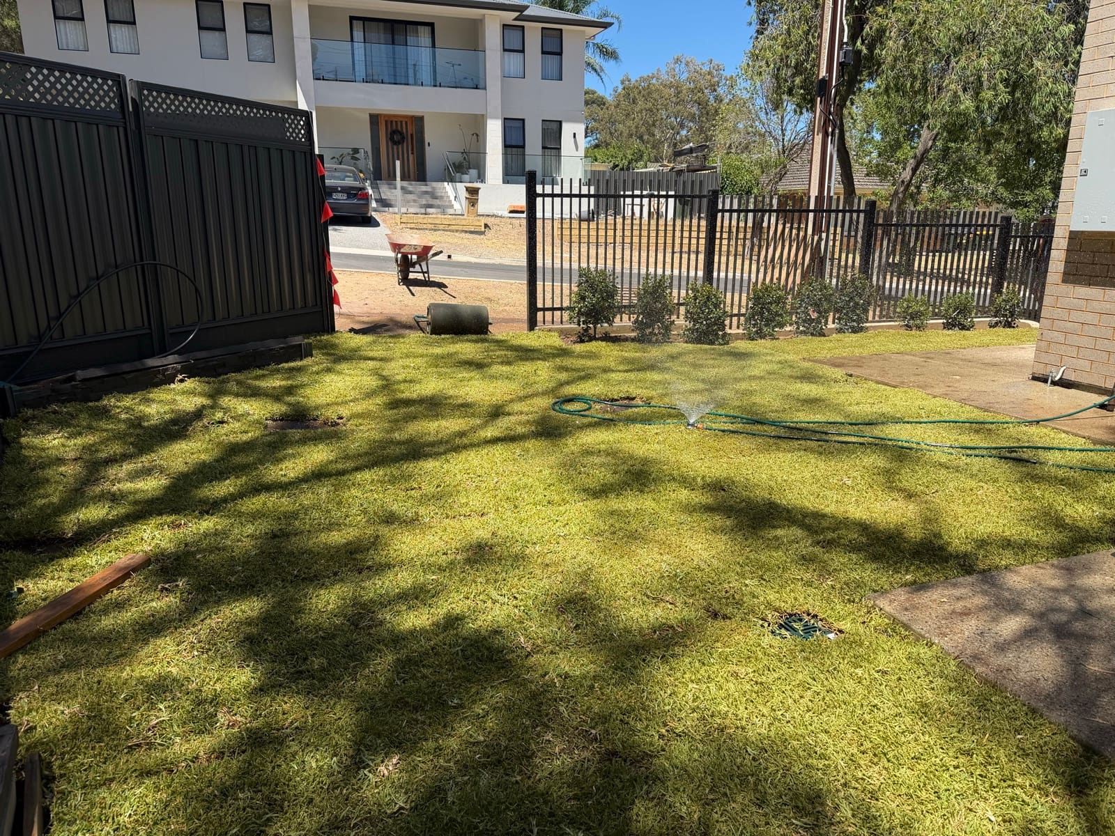 Freshly laid turf lawn with sprinkler watering and new shrubs planted along a metal fence in Adelaide